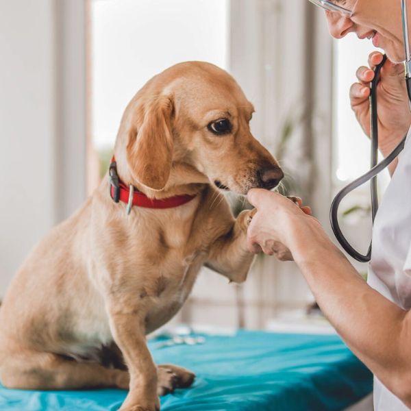 Dog giving its paw to a vet during examination