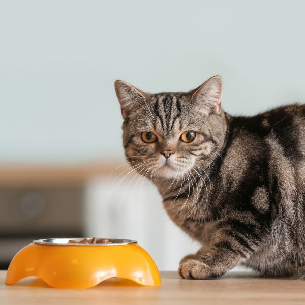 Cat next to a bowl of pet food