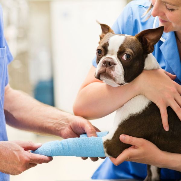 vet staff examining the injured leg of a dog