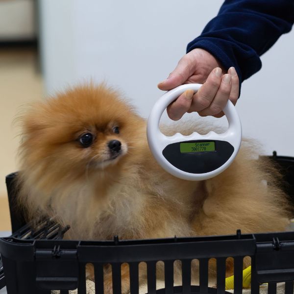 Vet staff scanning microchip implant of a dog