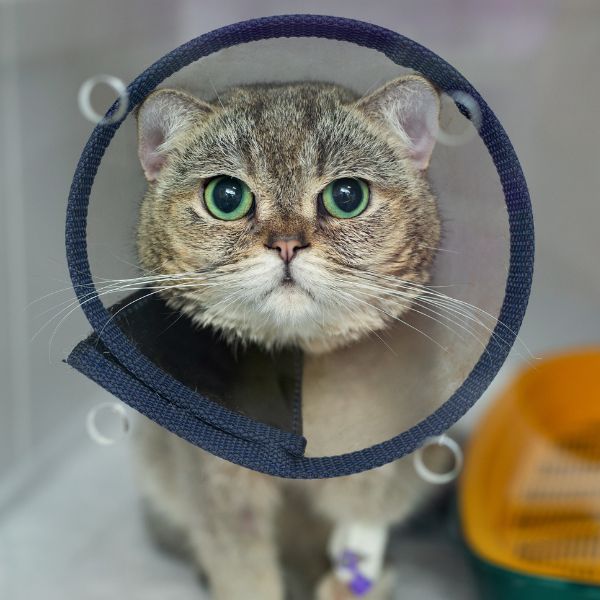 A cat wearing a surgery collar