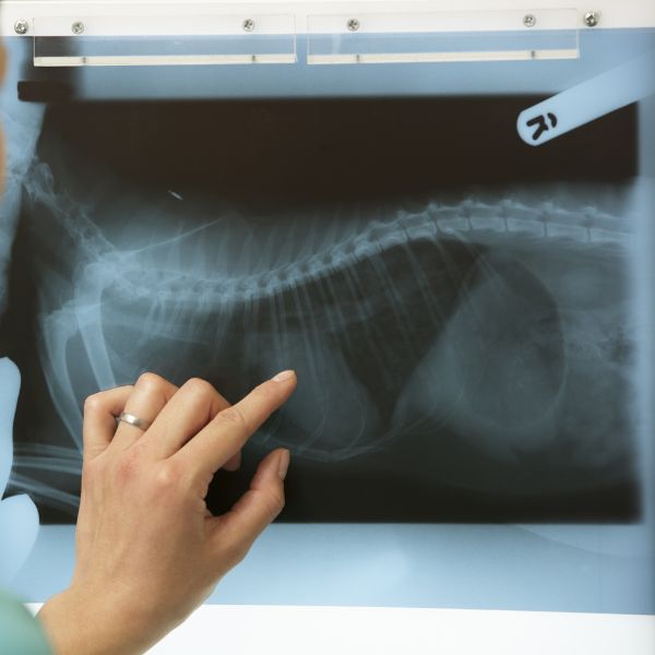 vet examining x-ray of a pet