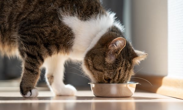 Cat eating out of a food bowl