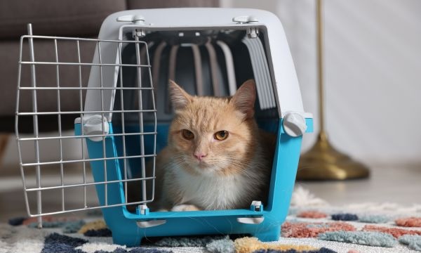 Cat in a carrier