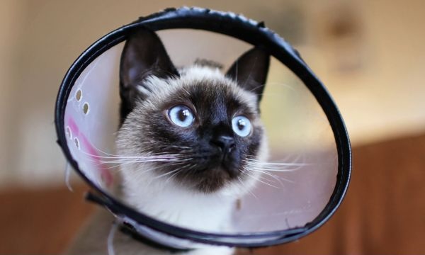 Cat in a surgery cone