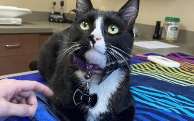 Cat on the vet's exam table at Bocage Animal Hospital