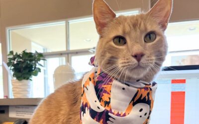Cat sitting at the Bocage Animal Hospital reception desk
