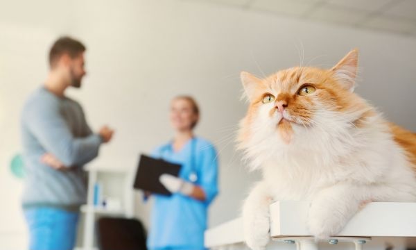 Cat sitting on a veterinary exam table with a veterinarian speaking to the owner in the background
