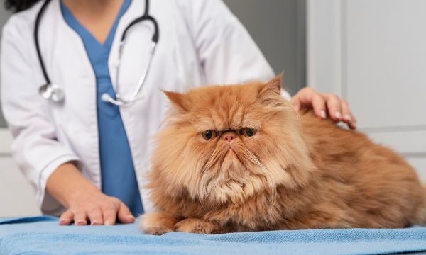 Cat sitting on an exam table with a veterinarian standing behind