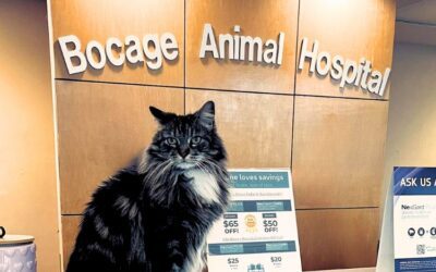 Cat sitting on the reception desk at Bocage Animal Hospital