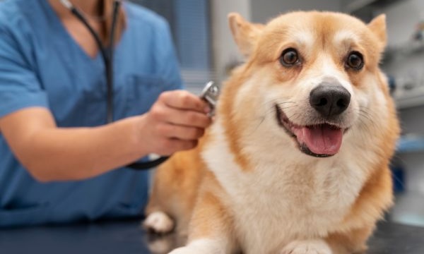 Dog being examined by Veterinary Staff