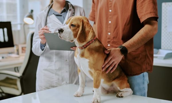 Dog sitting on a vet's exam table with the veterinarian talking to the owner