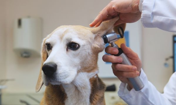 Older dog getting its' ears checked