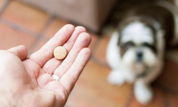 Person holding a tablet in front of a dog