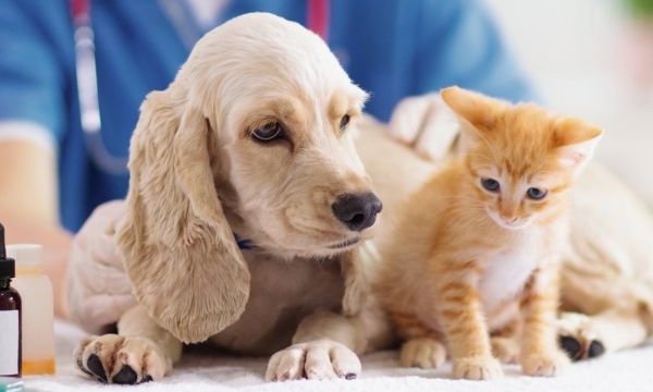 Puppy and kitten sitting on the vet's exam table