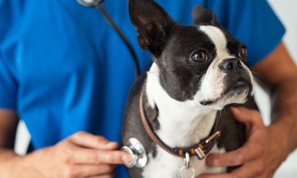 Veterinarian listening to a dog's heartbeat