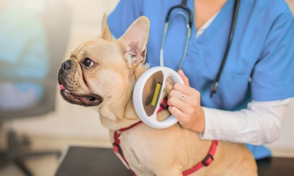 dog getting scanned for a microchip
