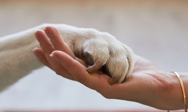 person holding a pet's paw