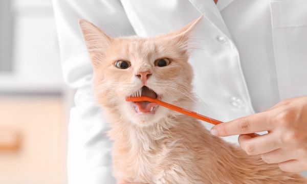 vet putting a toothbrush in a cat's mouth